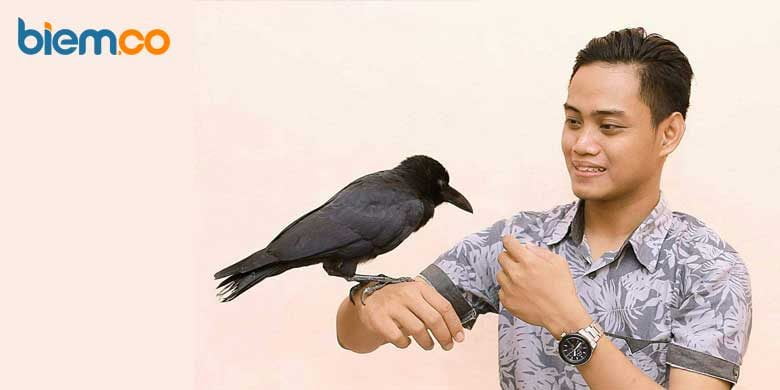 88+ Gambar Burung Merak Dan Gagak Gratis Terbaru